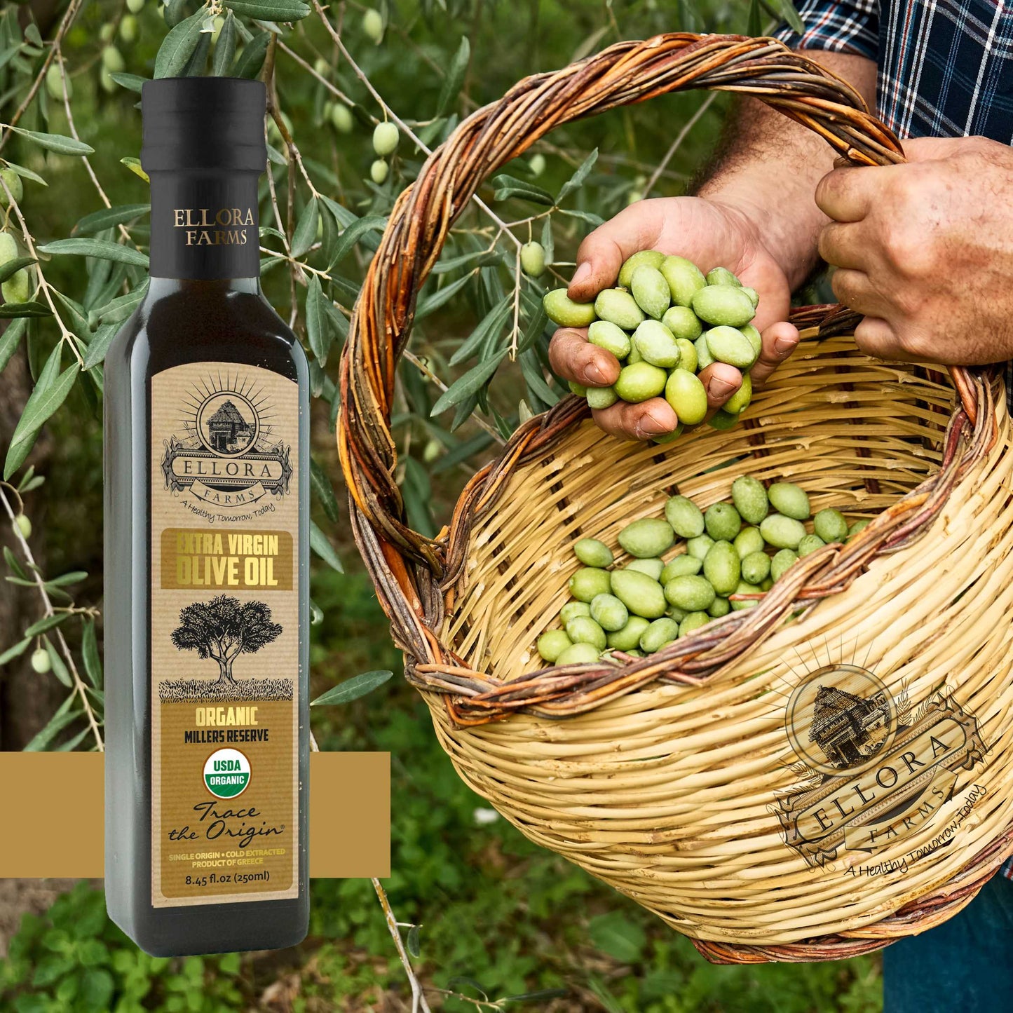 Ellora Farms, Olive Oil Extra Virgin Organic, Traceable Greek, High phenols Cold press, Kosher, 8.45 oz. Glass Bottle