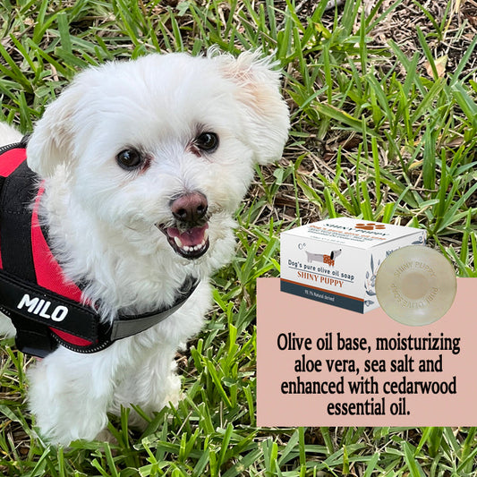Puppy Dog Olive Oil Soap with Aloe Vera Extract, Shampoo Bar Soap, Itch Relief from Cedar Oil, Soap Base and Collapsible Water Dish, 130 Grams (Green)
