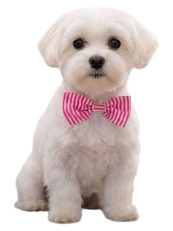 Pet Care Essentials