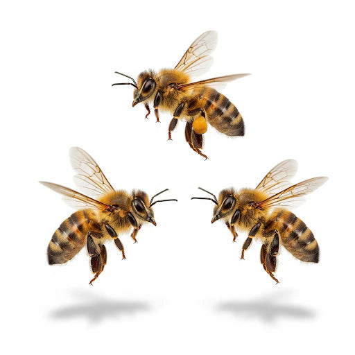Story Of Bees
