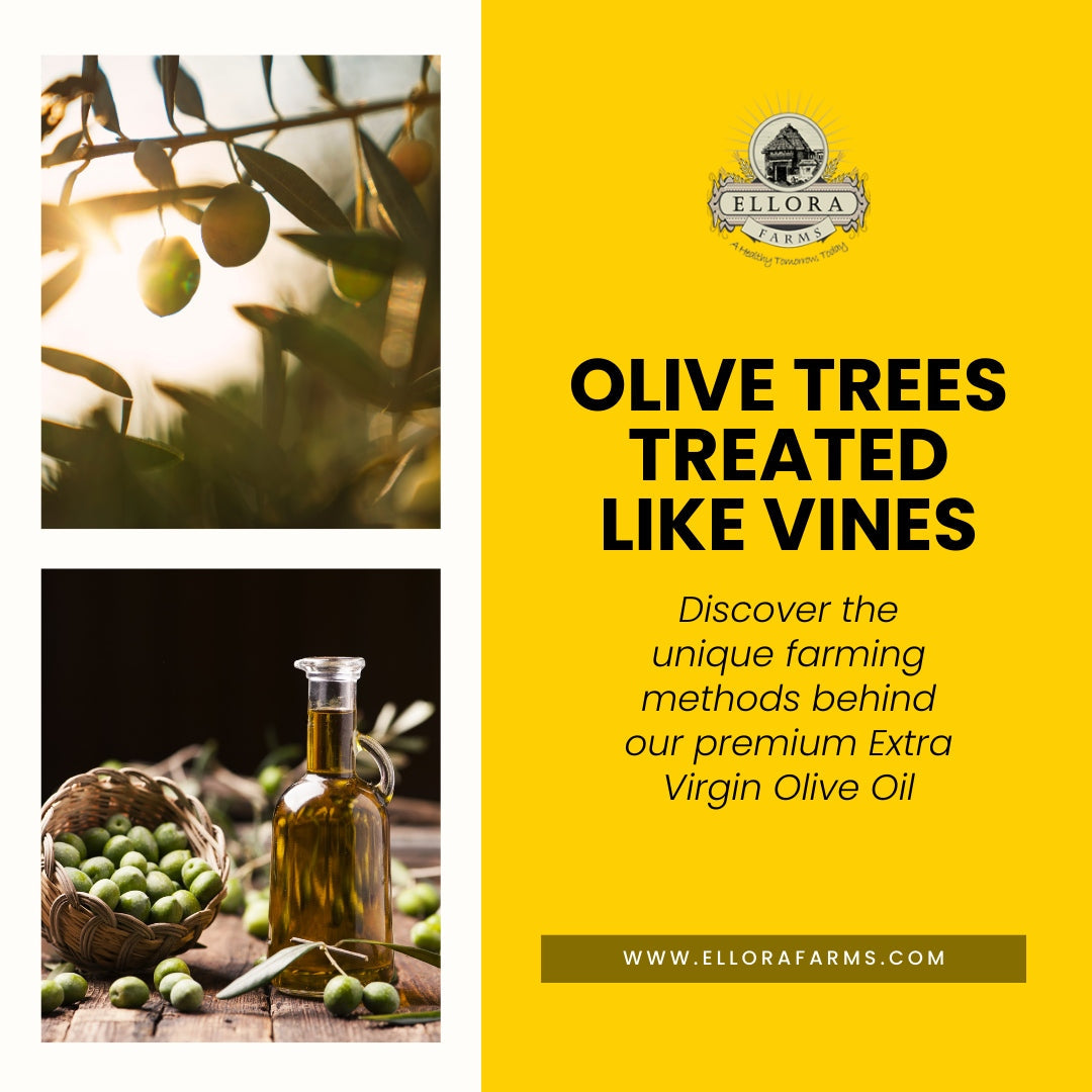 Ellora Farms PDO Kolymvari Extra Virgin Olive Oil, 1 Ltr Tin & Organic Tuscany Bread Dipping Mix, Combo